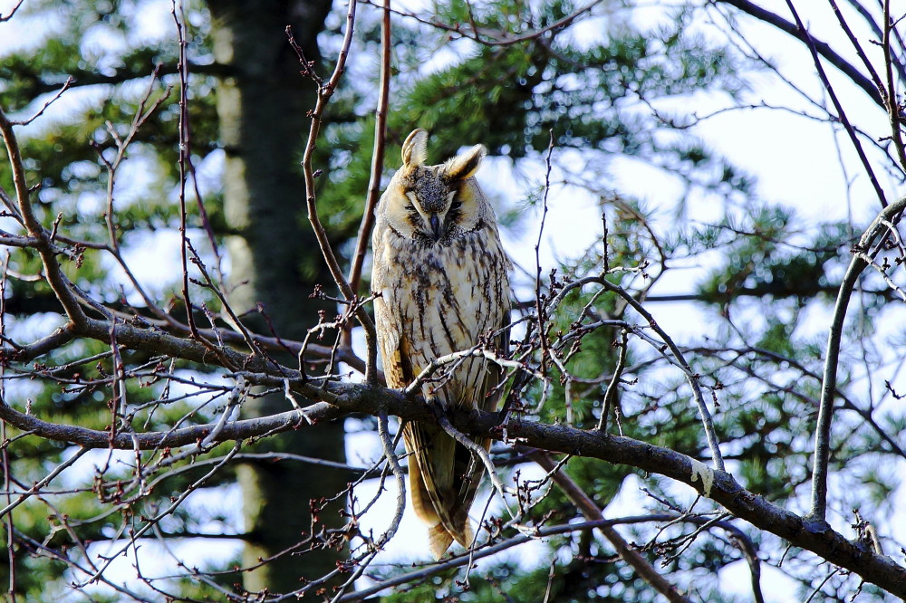 Kulaklı orman baykuşu