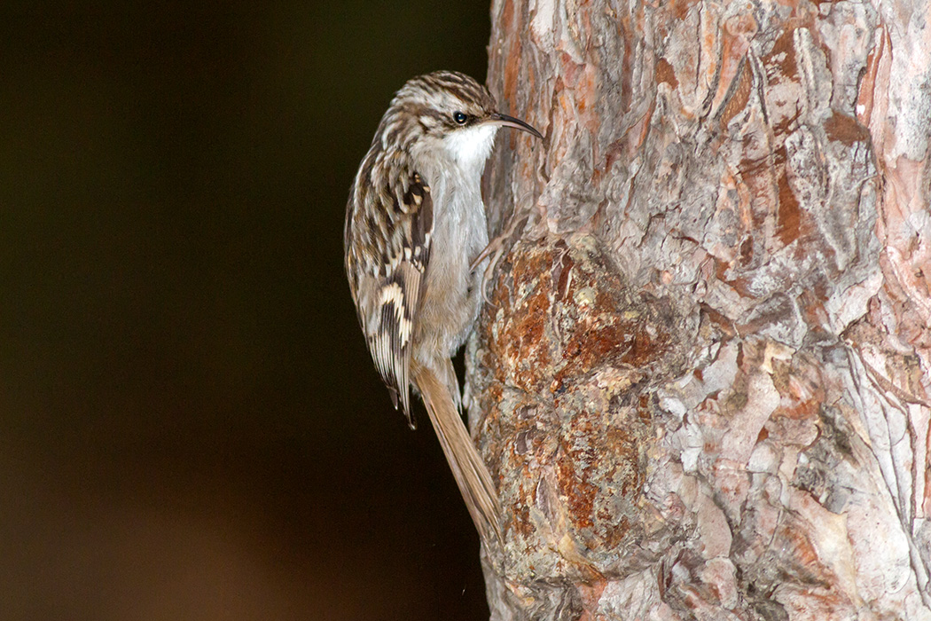 Bahçe tırmaşıkkuşu