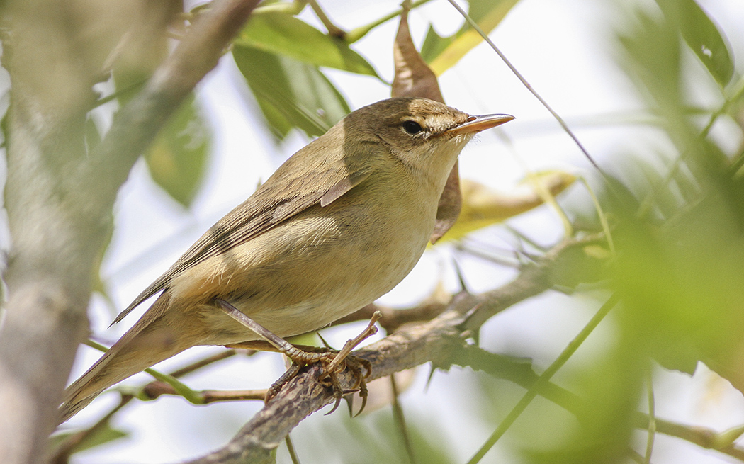 Çalı kamışçını