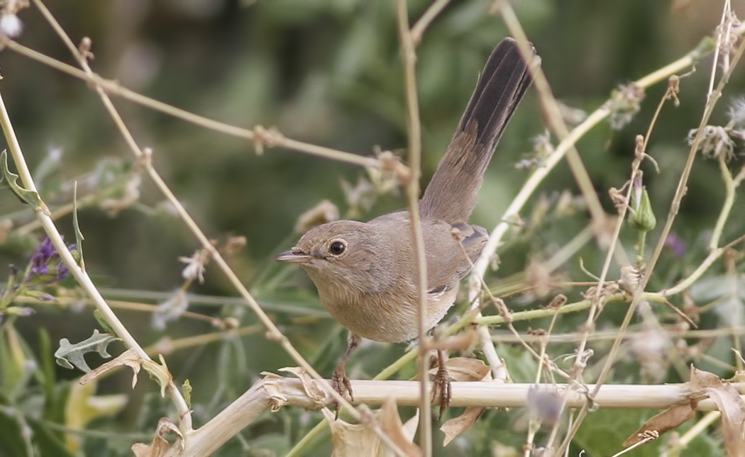 Pembegöğüslü ötleğen
