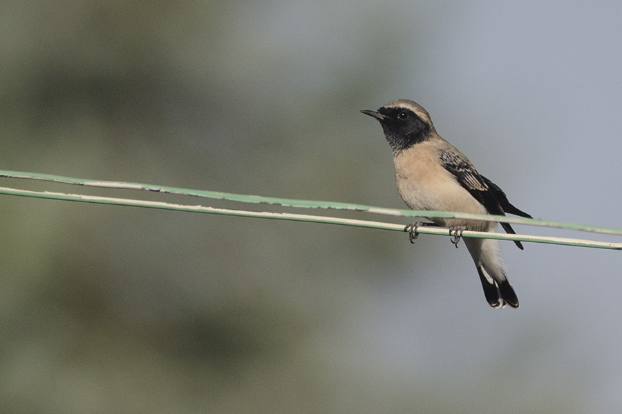 Karakulaklı kuyrukkakan