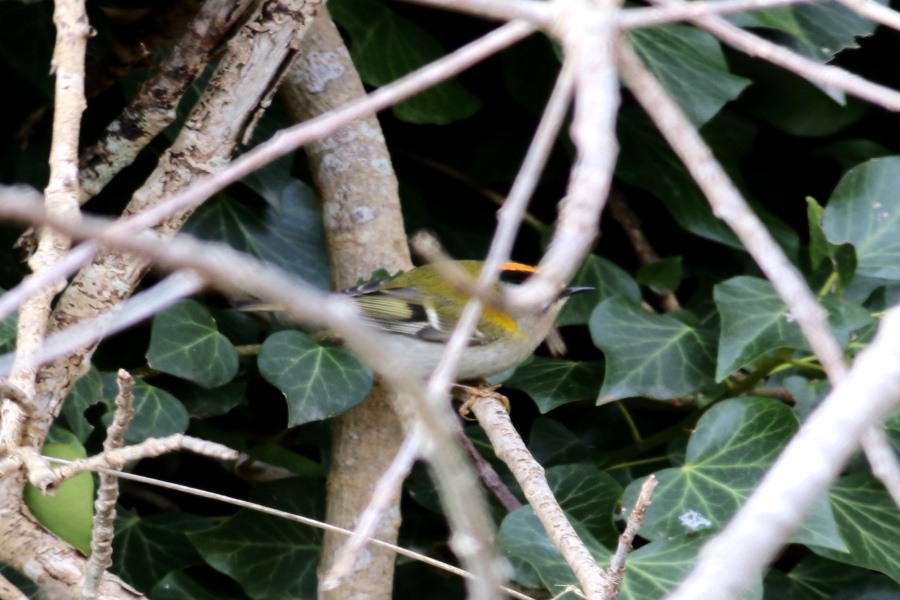 Sürmeli çalıkuşu