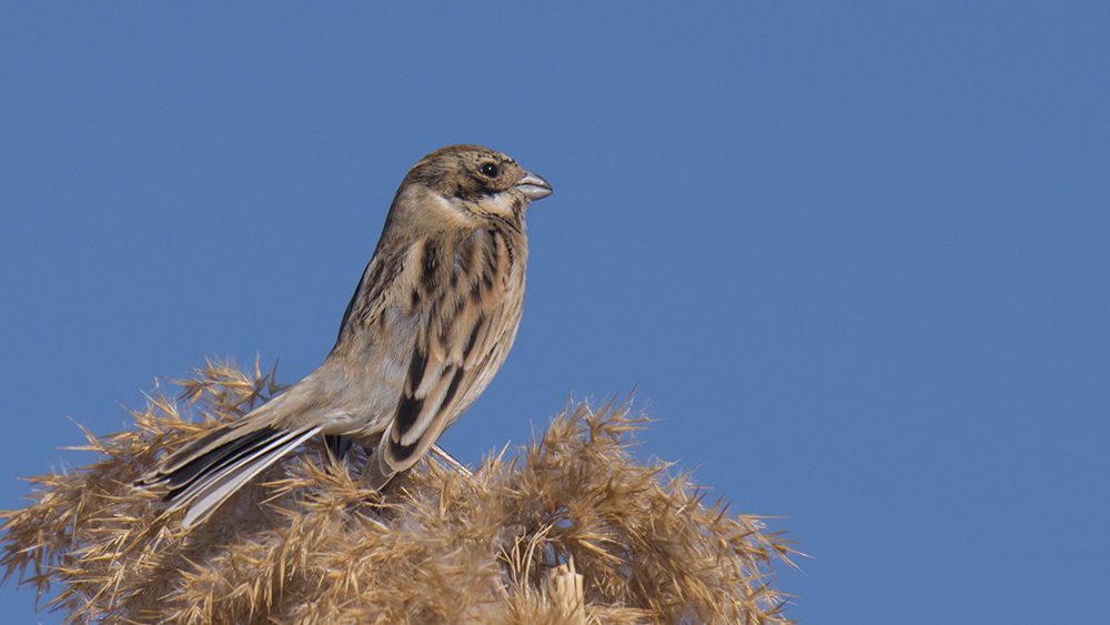 Bataklık Kirazkuşu