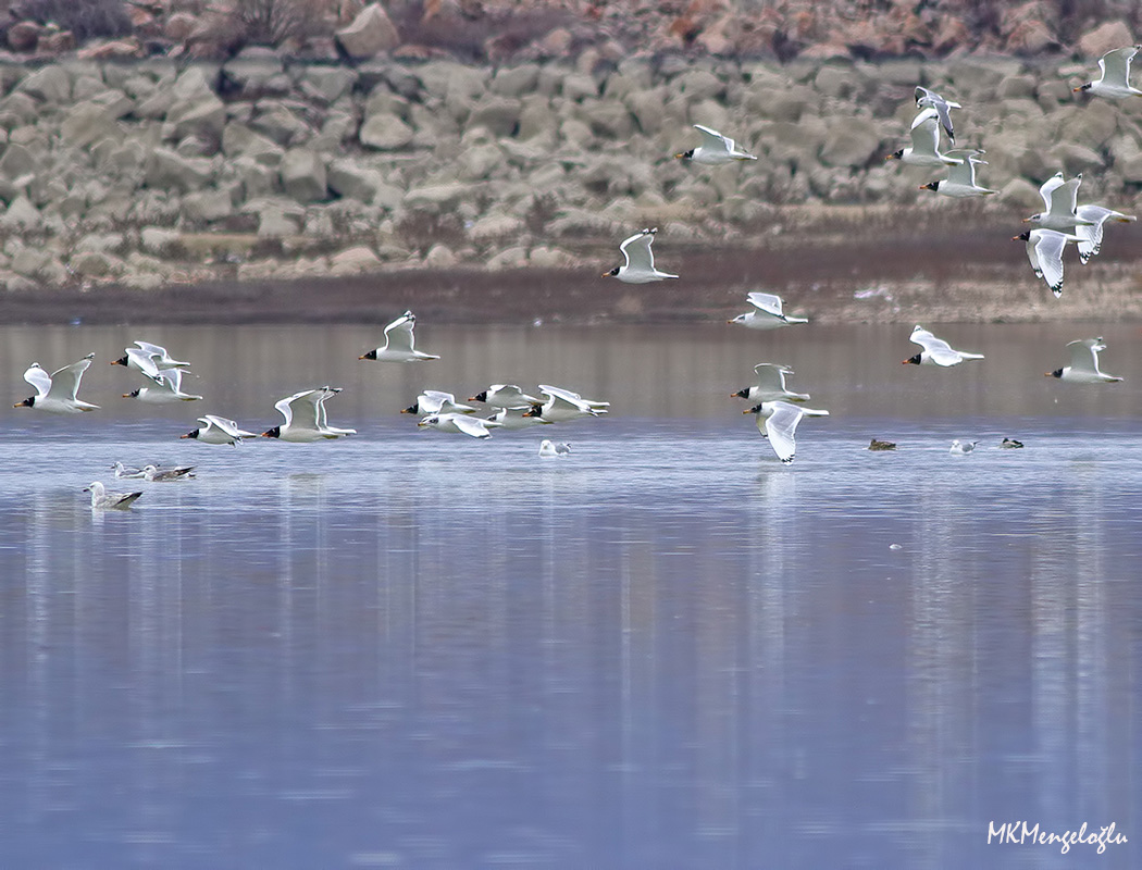 Büyük karabaş martı
