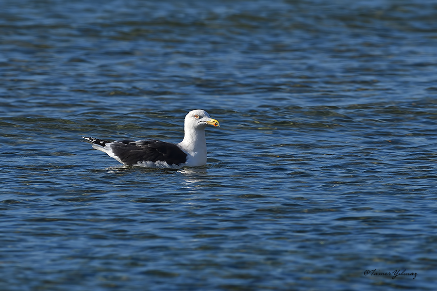 Büyük karasırtlı martı