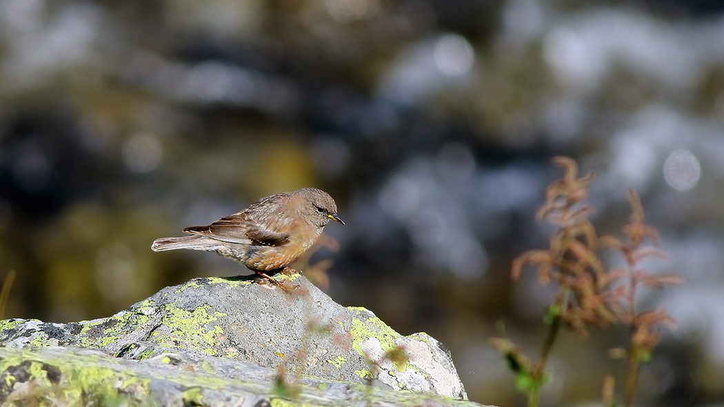 Büyük dağbülbülü