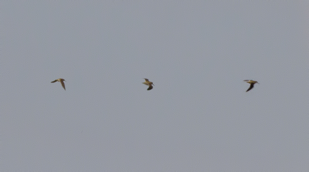 Küçük suçulluğu