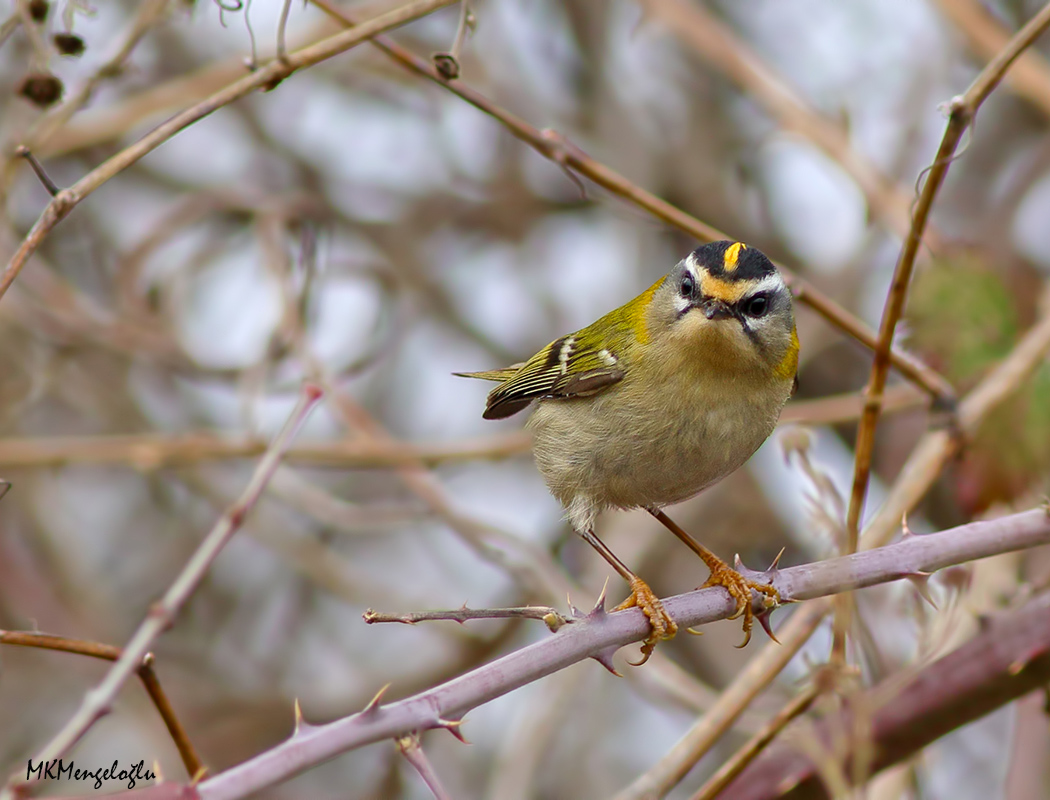 Sürmeli çalıkuşu