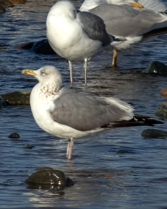 Kuzey gümüş martı