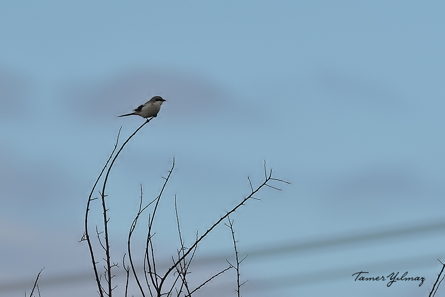 Büyük örümcekkuşu