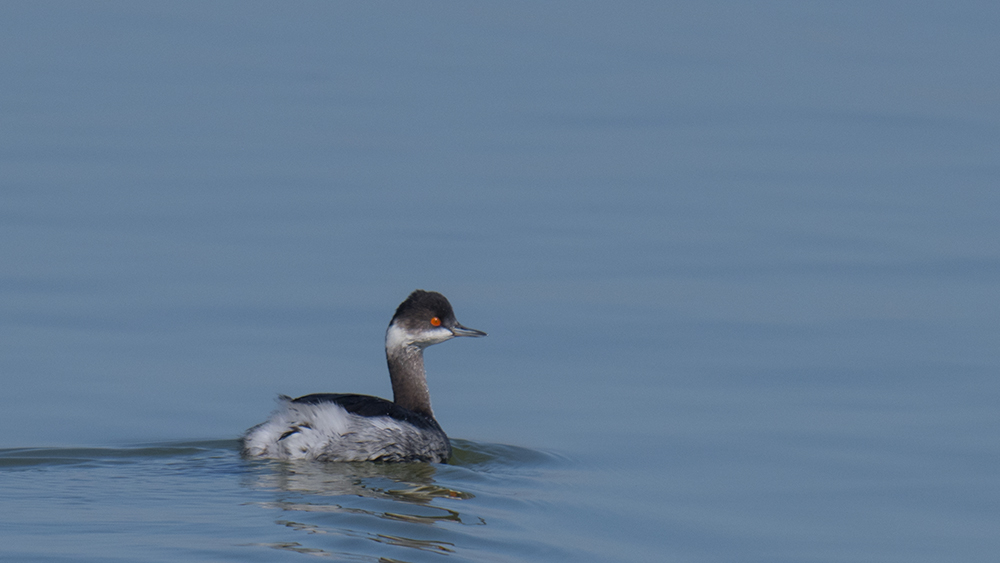 Karaboyunlu batağan