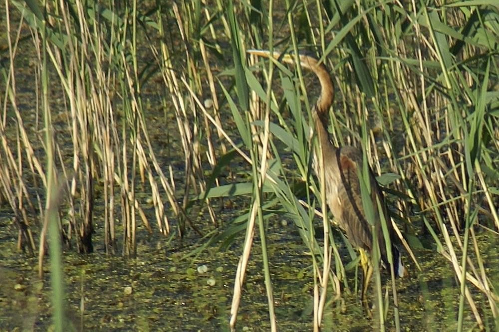 Erguvani balıkçıl