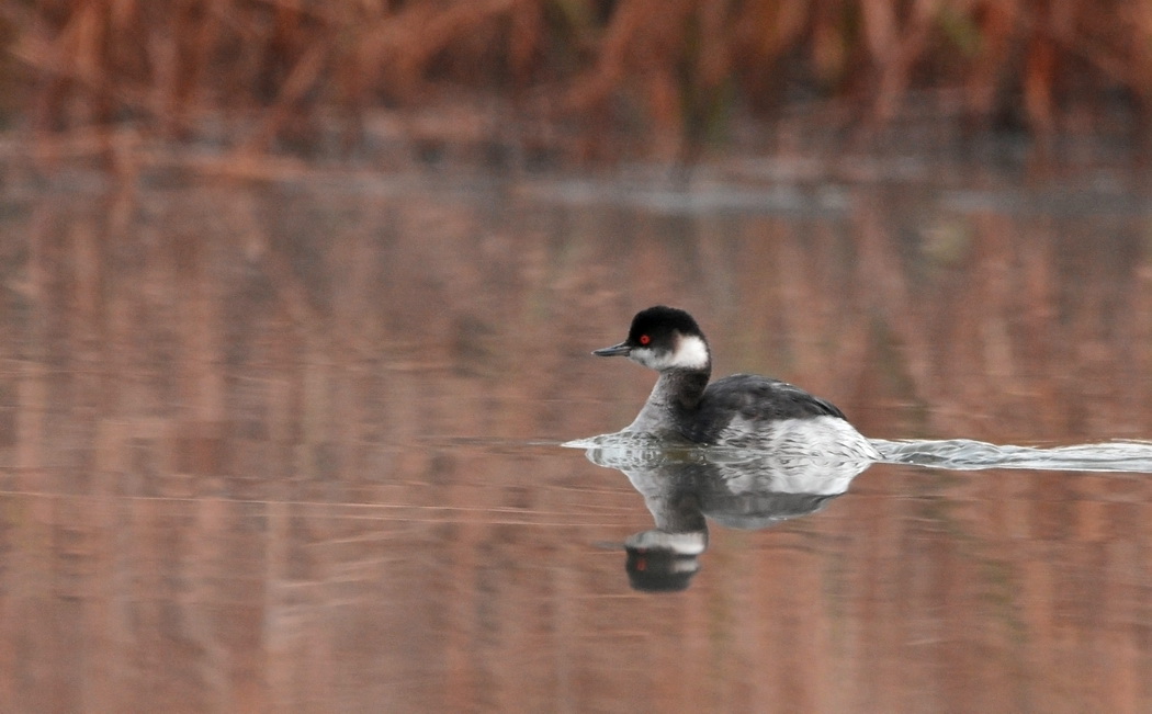 Karaboyunlu batağan