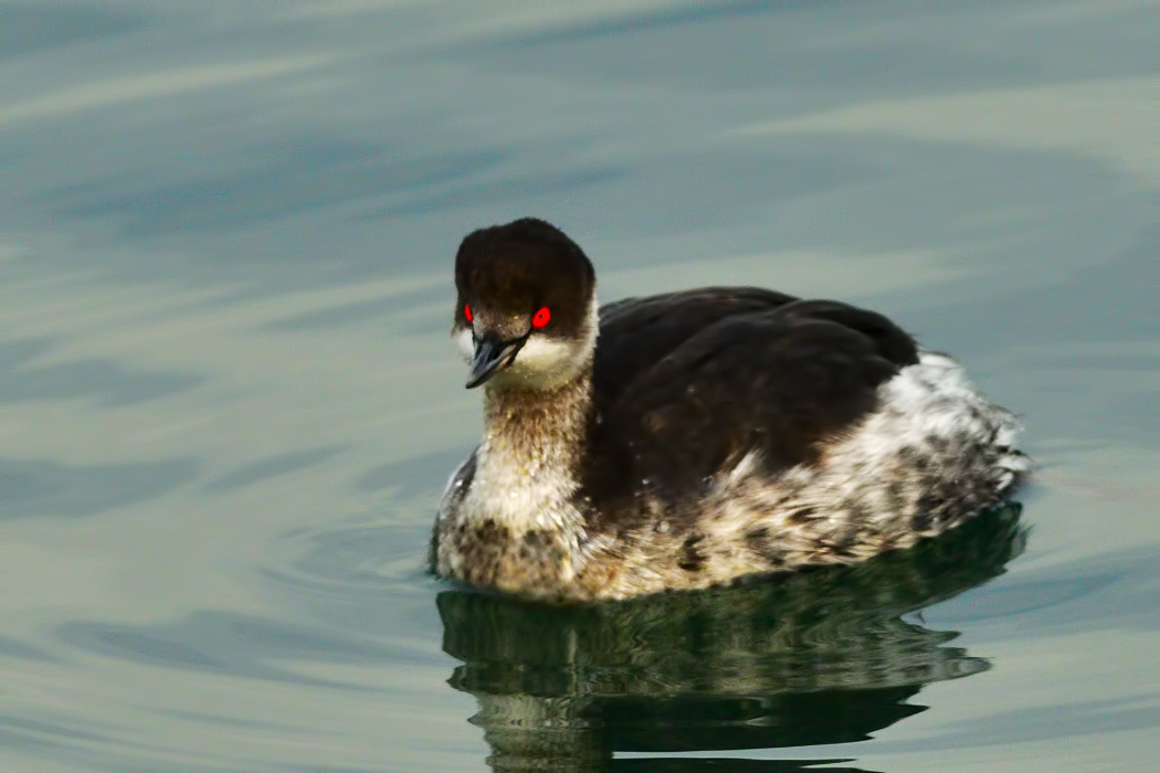Karaboyunlu batağan