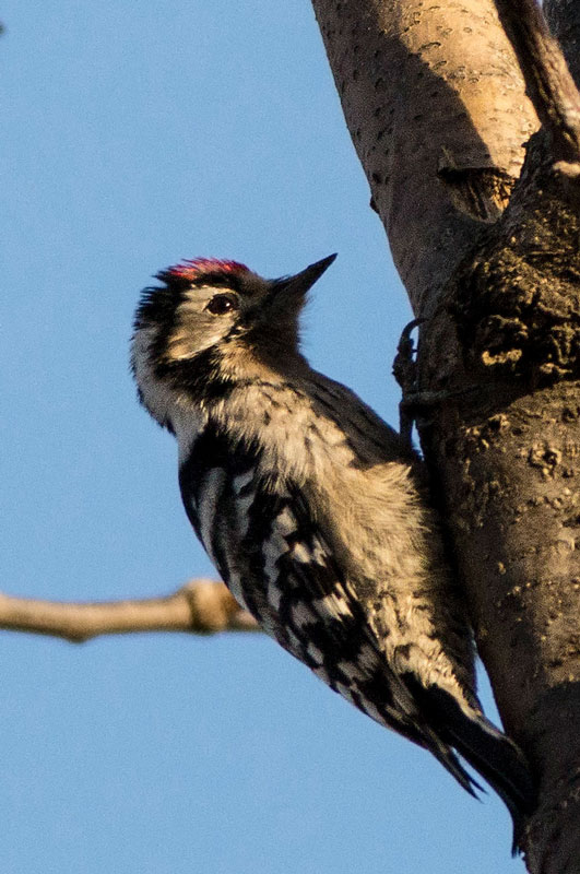 Küçük ağaçkakan