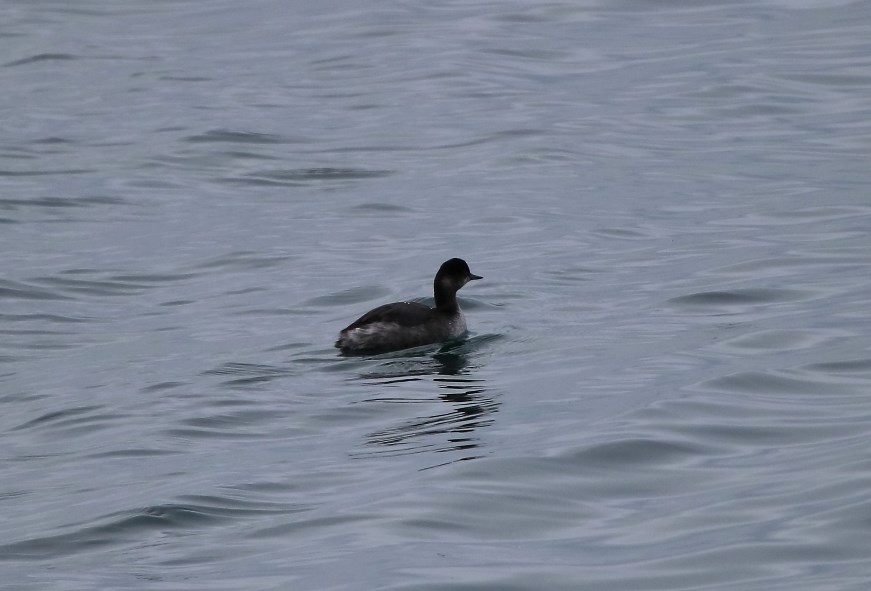 Karaboyunlu batağan