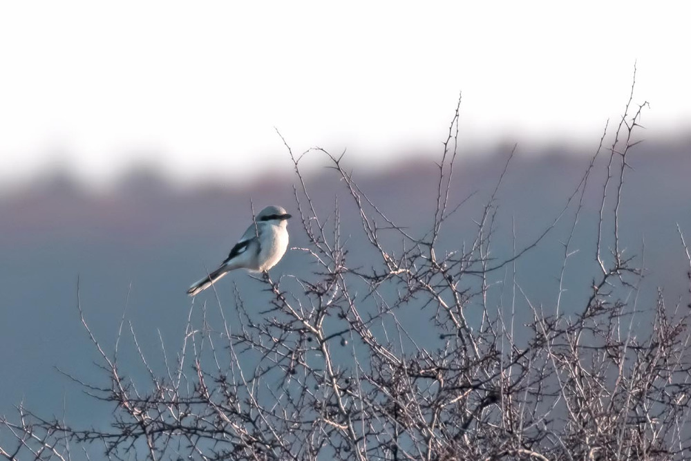 Büyük örümcekkuşu