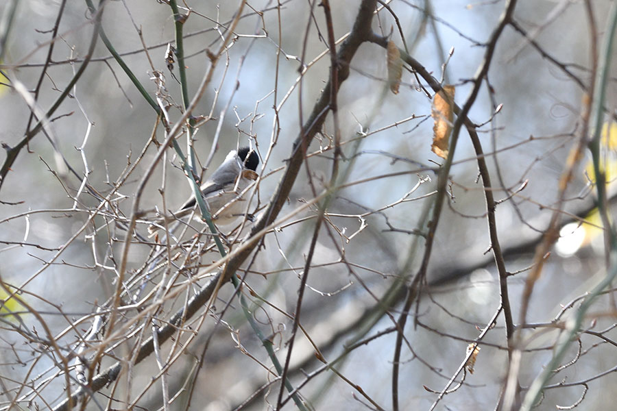 Kayın baştankarası