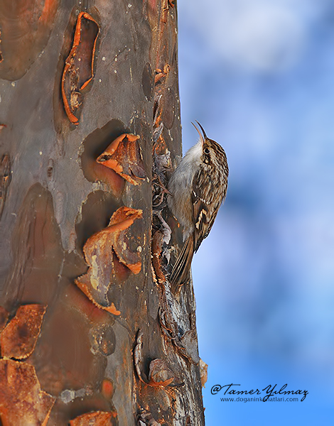 Bahçe tırmaşıkkuşu