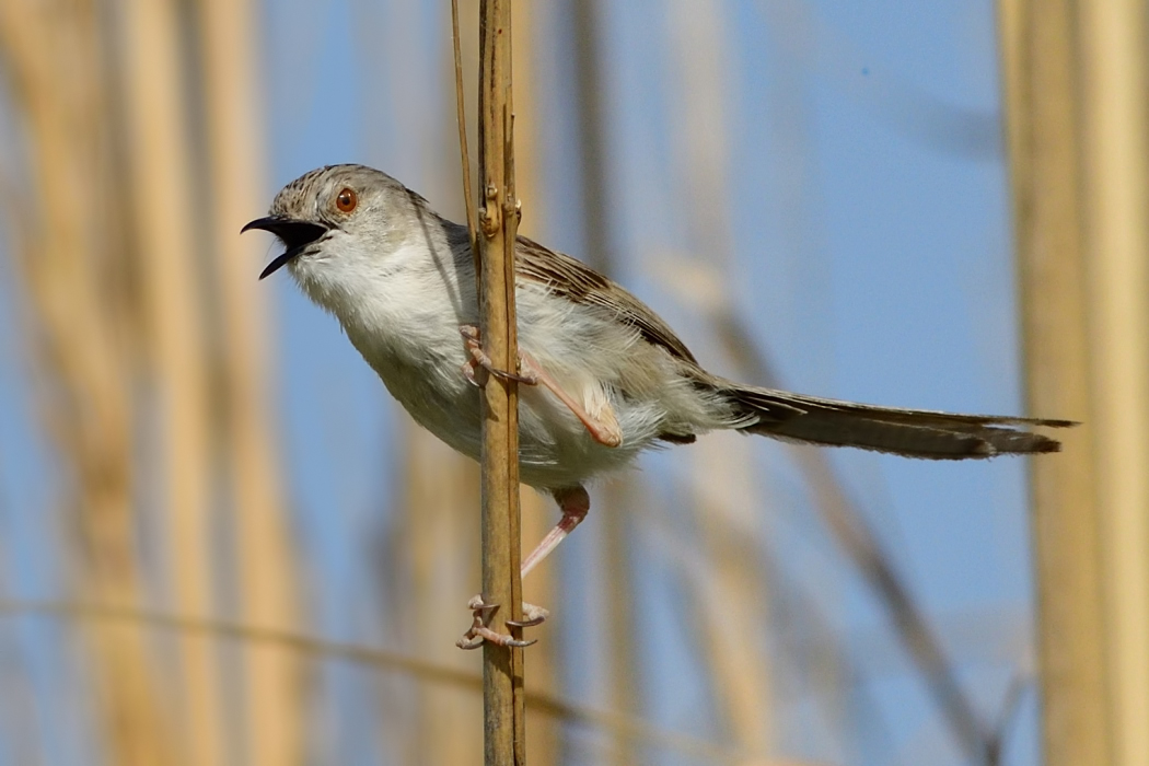 Dikkuyruklu ötleğen