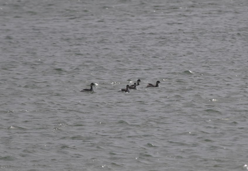 Karaboyunlu batağan