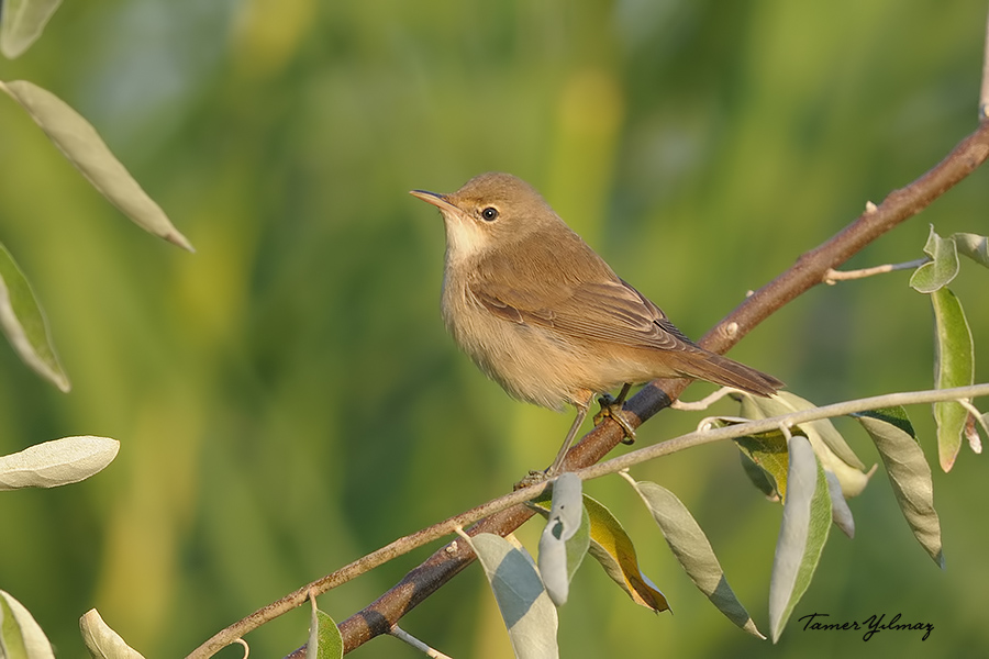 Çalı kamışçını