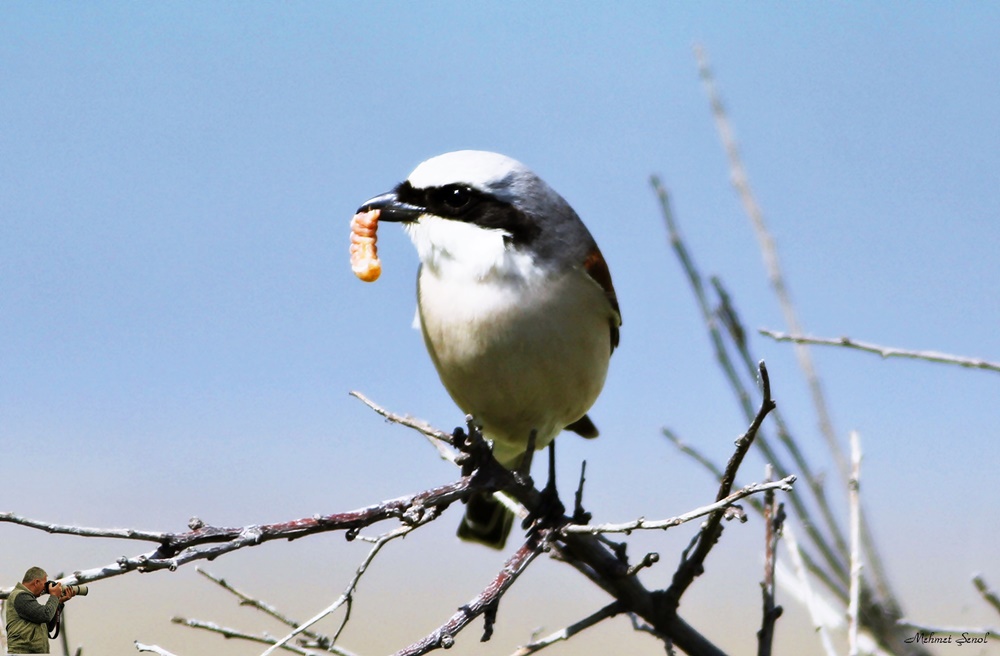 Kızılsırtlı örümcekkuşu