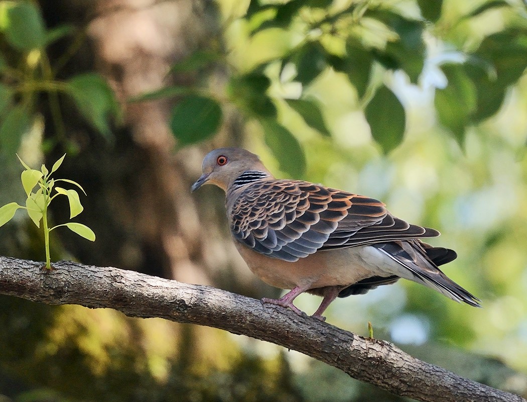 Büyük üveyik eskisi