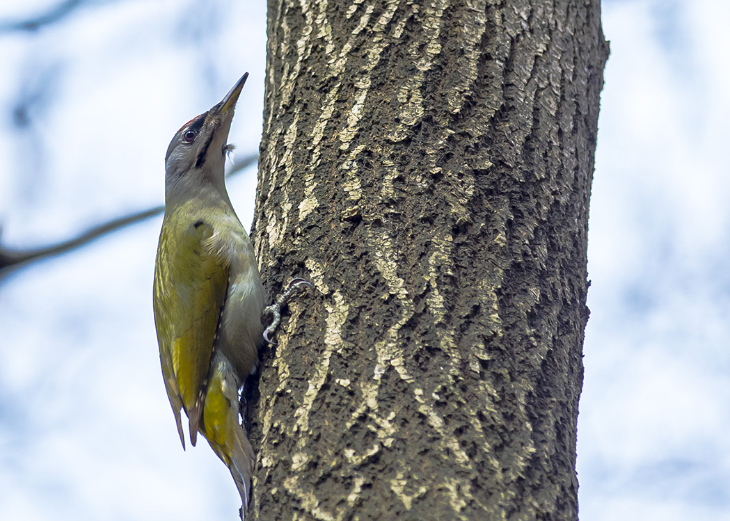 Küçük yeşil ağaçkakan
