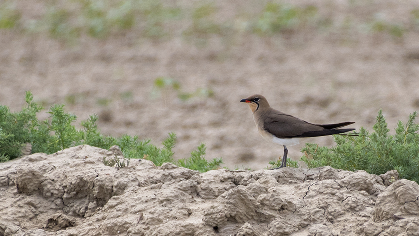 Bataklıkkırlangıcı