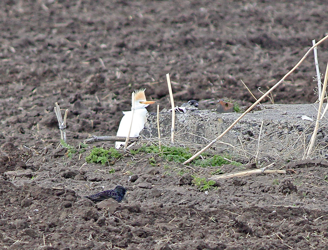 Sığır balıkçılı