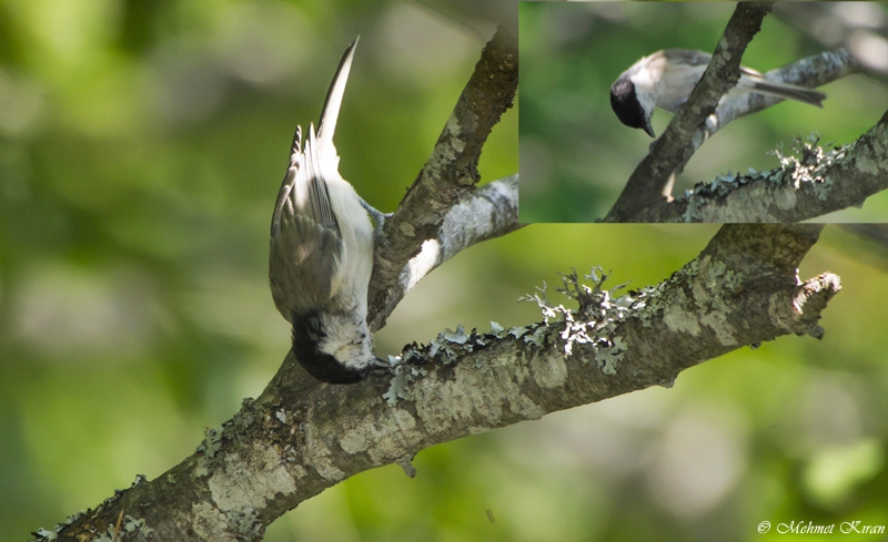 Kayın baştankarası