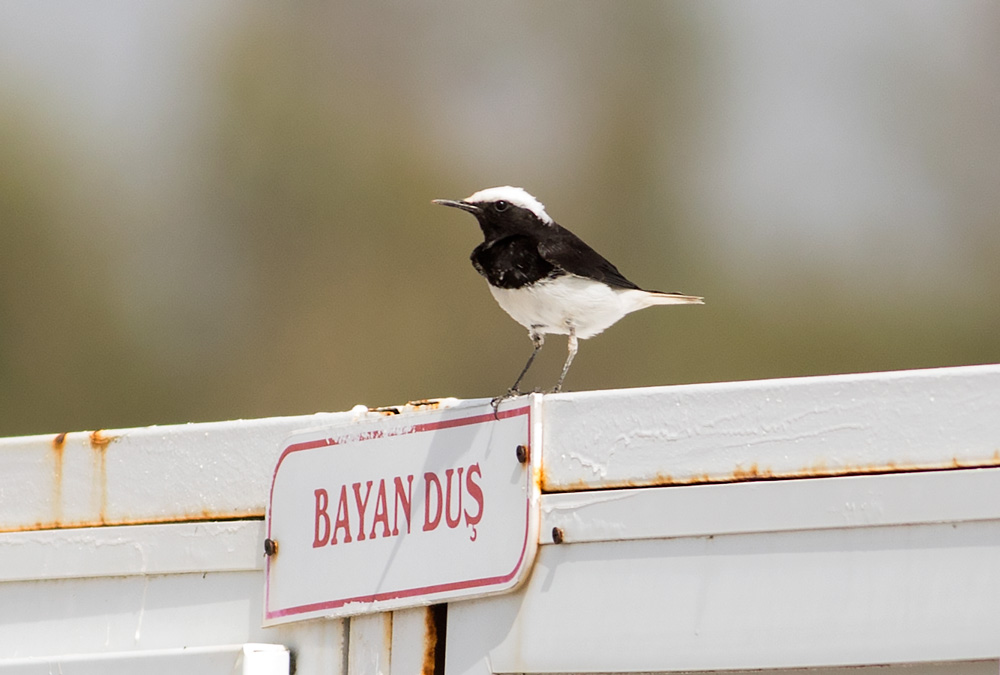 Keşiş kuyrukkakanı