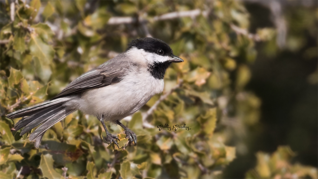 Akyanaklı baştankara