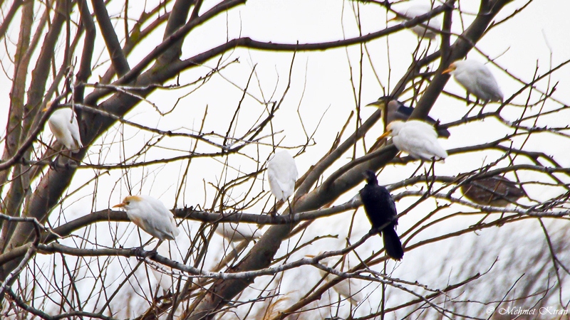 Sığır balıkçılı