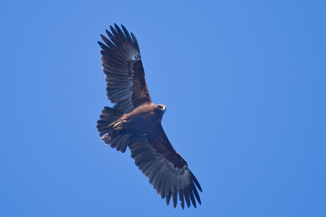 Büyük orman kartalı