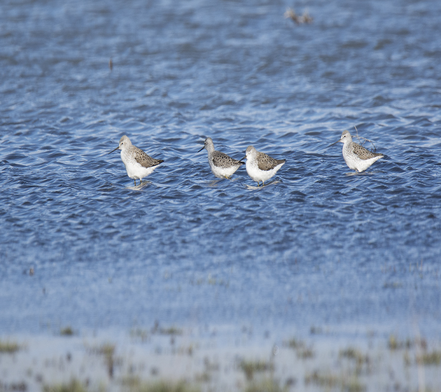 Bataklık düdükçünü