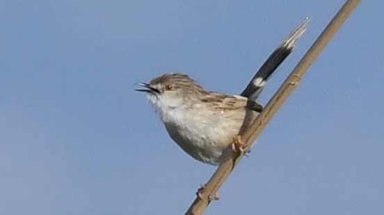 Dikkuyruklu ötleğen