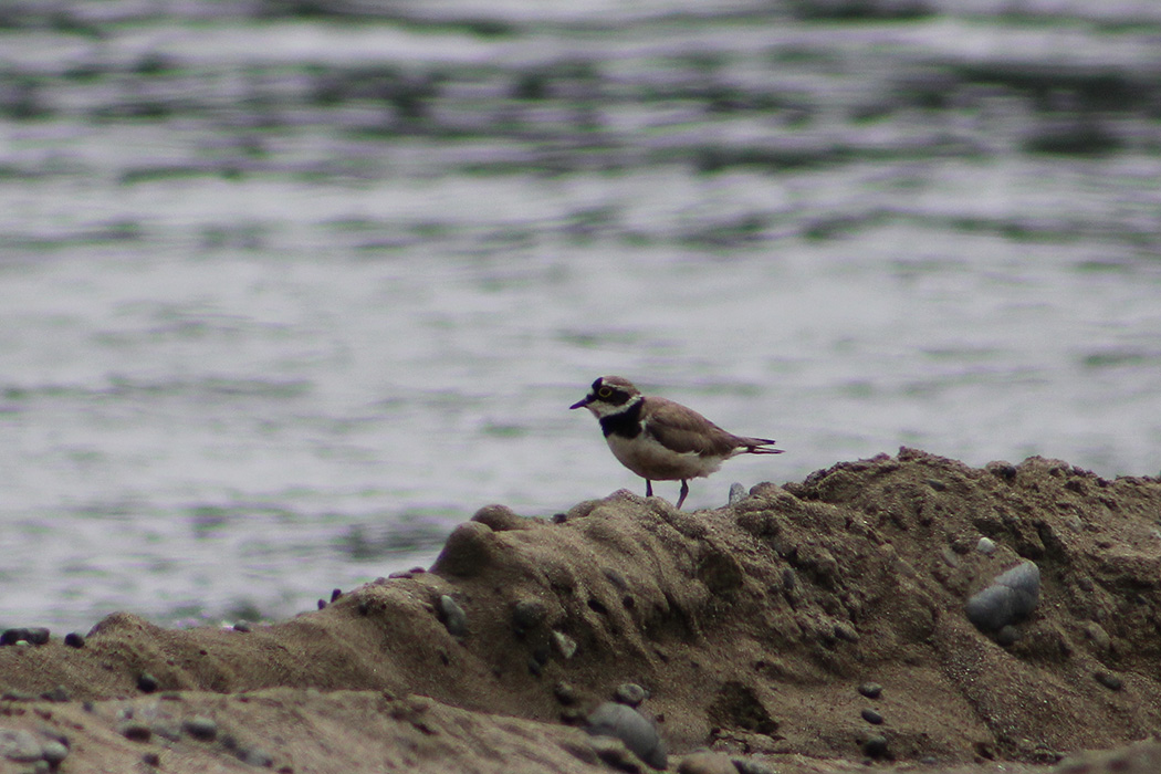 Halkalı küçük cılıbıt