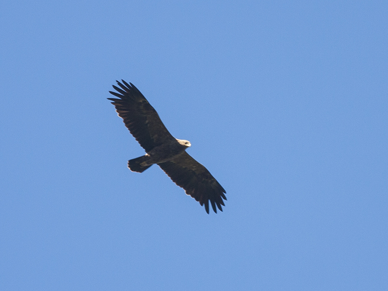 Küçük orman kartalı