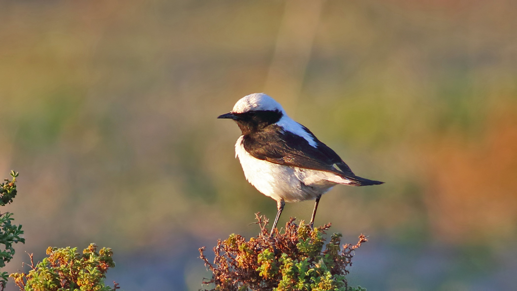 Aksırtlı kuyrukkakan