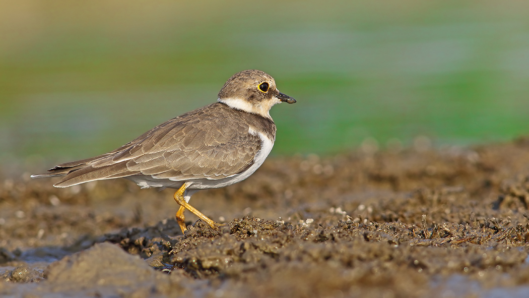Halkalı küçük cılıbıt