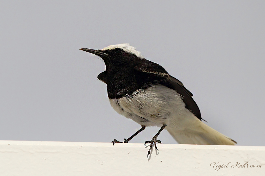 Keşiş kuyrukkakanı