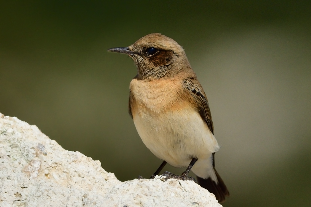 Karakulaklı kuyrukkakan