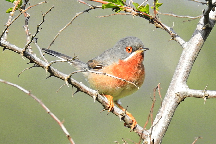 Bıyıklı ötleğen