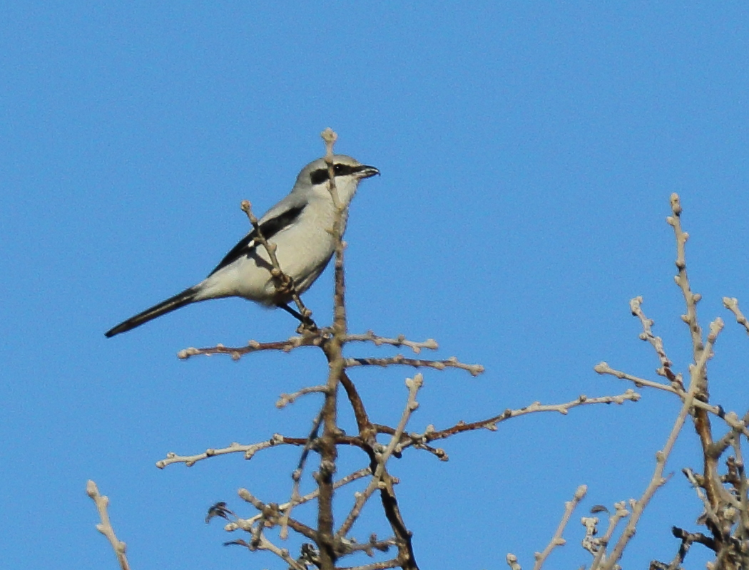 Büyük örümcekkuşu