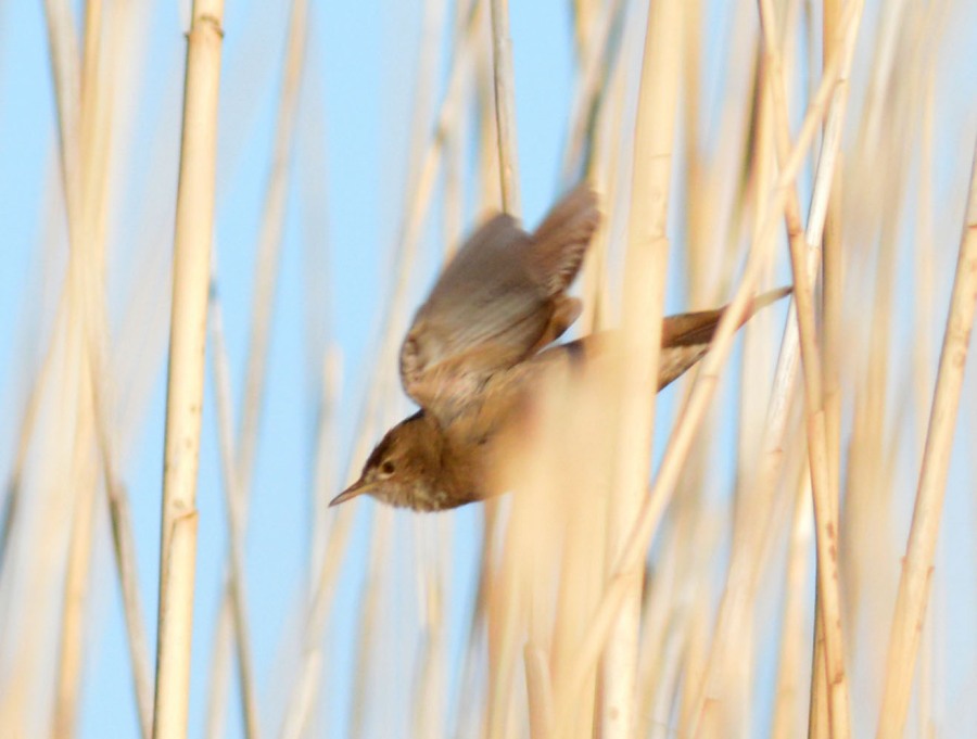 Bataklık kamışçını
