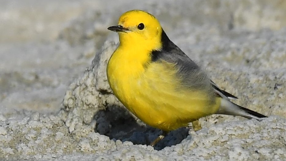 Sarıbaşlı kuyruksallayan