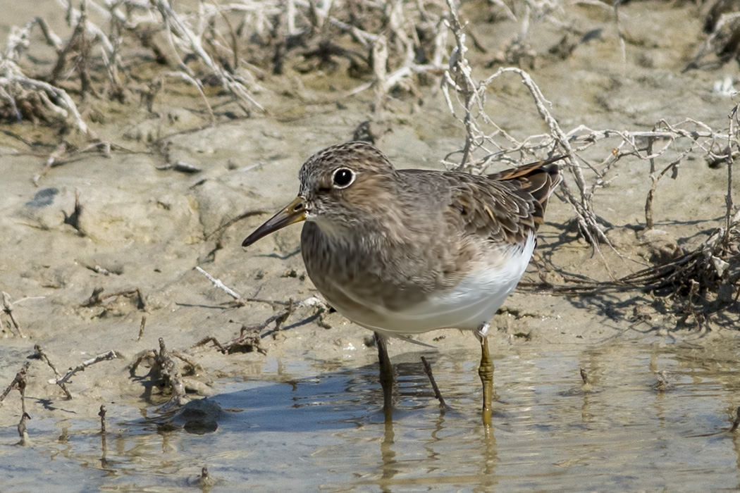 Sarıbacaklı kumkuşu