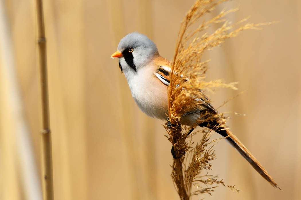 Bıyıklı baştankara